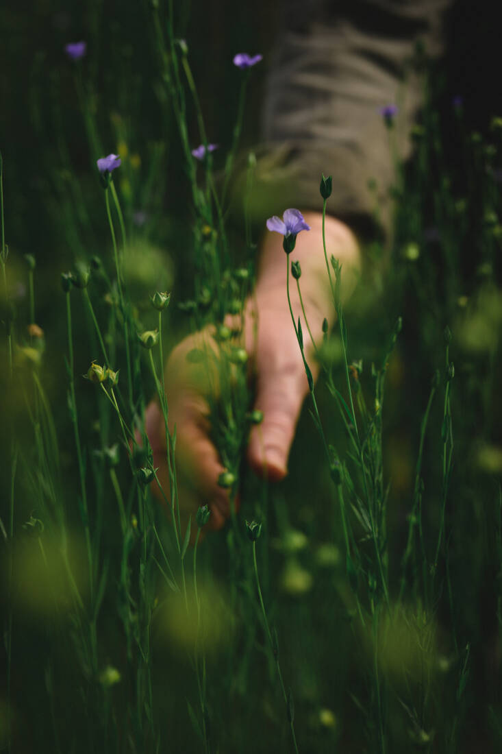 Alice introduced a flax crop in \20\17 and, since then, has learned a lot about this wonderful plant through growing and processing. Recently, she applied her knowledge to projects in new places, such as Kestle Barton in Cornwall. This experience culminated in her flax-focused exhibit Flaxen, shown at Northern Ireland Linen Biennale. Photograph by Carolyn Mendelsohn.