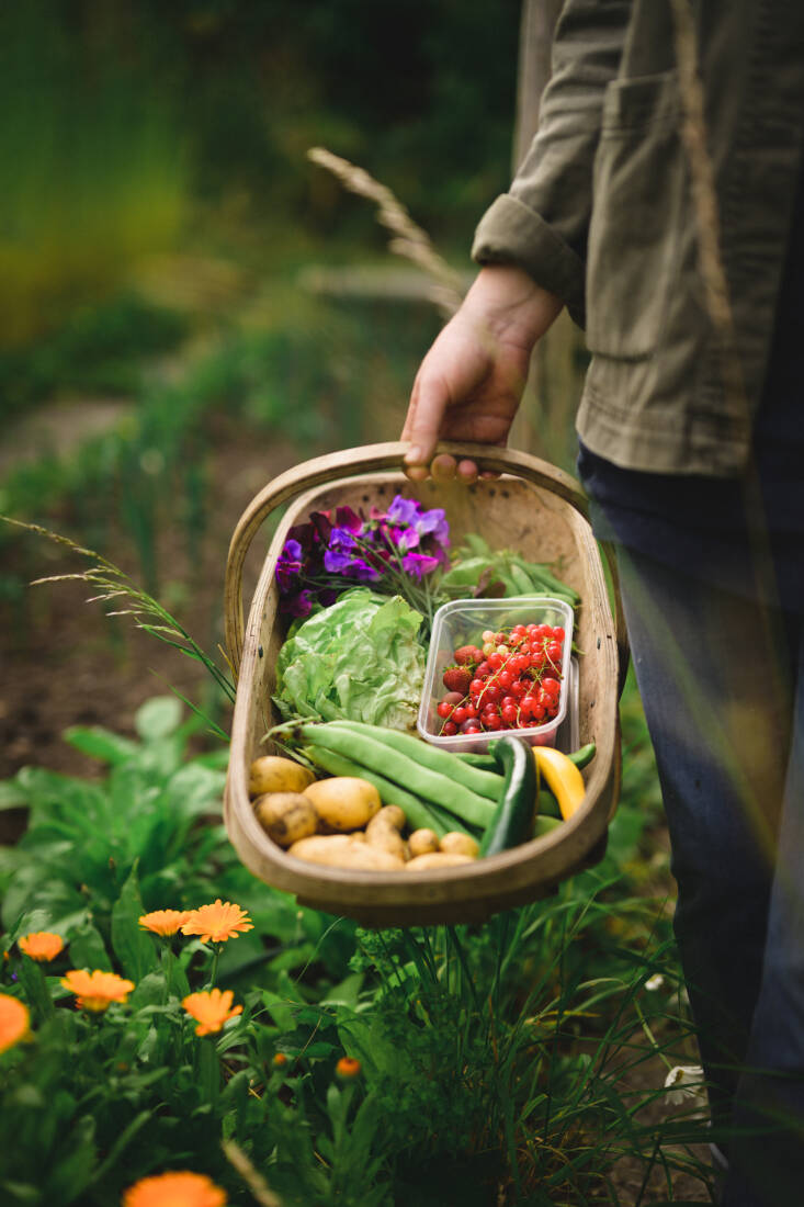 In keeping with Alice’s local approach and quest for self-sufficiency, Plot \105 is a working garden providing fresh home-grown, seasonal produce. Few changes have been made to the overall structure of the plot, except for planting a couple of trees and some fruit bushes. Most of the growing beds are used for vegetables, and there are about \1\2 fruit trees, taking up approximately one quarter of the space. Photograph by Carolyn Mendelsohn.