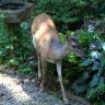 Yes, Deer: How to Live in Harmony With the Notorious Garden Foe