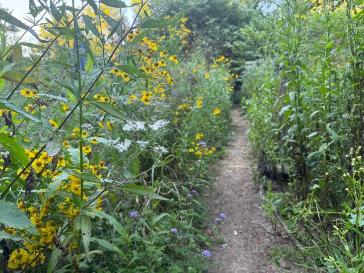 Lawson has combined tasty and less tasty plants along a pathway that deer traverse, including common sneezeweed (Helenium autumnale), blue mistflower (Conoclinium coelestinum), late boneset (Eupatorium serotinum), and American burnweed (Erechtites hieraciifolius).
