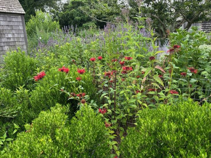  Above: At the Change Hampton Pollinator Garden in East Hampton, NY, designer Abby Lawless encloses small areas with a mesh wire fence that’s roughly three feet tall to protect plants like inkberry (Ilex glabra) and summersweet (Clethra alnifolia). Share reinforces the protection by surrounding them with less appetizing plants like red-blooming Monarda and purple-flowered Agastache. Photograph courtesy of Farm Landscape Design.