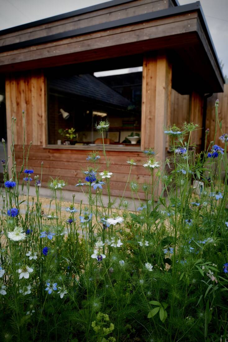 Three years ago the Hobsons added an extension to the back of the house to create an office, so the adjacent portion of the garden had to be reimagined. Hobson planted some boxwood that will eventually get his artful pruning, but in the meantime, he’s sowing wildflowers to fill the gaps.