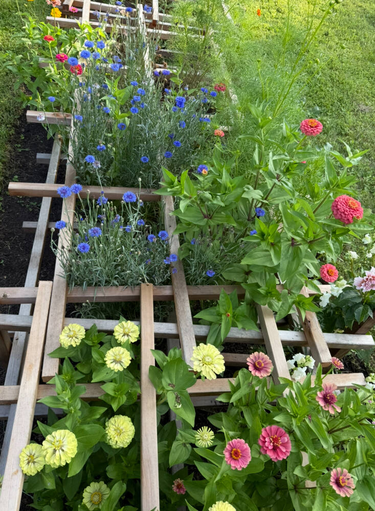 Late summer blooms. I realized a bit too late that if each ladder cross-piece was going to have two grates resting on it, the spacing of the length-wise cedar pieces for the grates would have to vary so they could nestle next to each other instead of on top of each other on the ladder bars.
