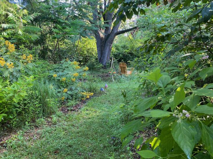 Deer tend to avoid yellow-flowered native Sennas, which contain anthraquinones, a chemical with laxative properties. Lawson plants them along edges of paths deer frequent to keep the animals moving along. Sennas also are great pollinators, as well as hosts for sulphur butterflies.