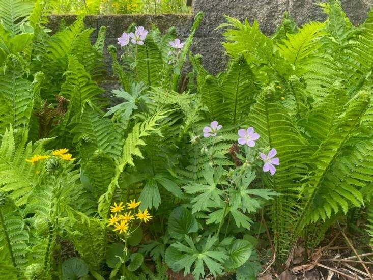 Resilient ostrich ferns (Matteuccia struthiopteris) and golden ragwort (Packera aurea) protect the wild geranium at Lawson’s property.