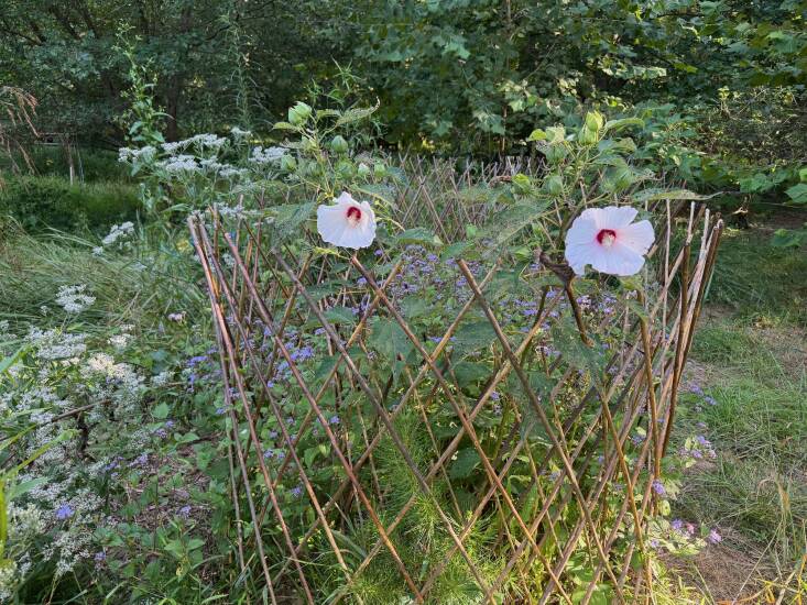 Lawson protects the native hibiscus with a reusable willow trellis to keep hungry nibblers away until the hibiscus matures.