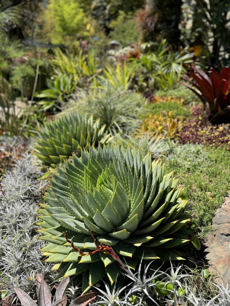 Ann tells me that the plant most visitors comment on is the Aloe polyphylla (spiral aloe) in the front garden. The celebrity aloe is even featured on the Monrovia website.