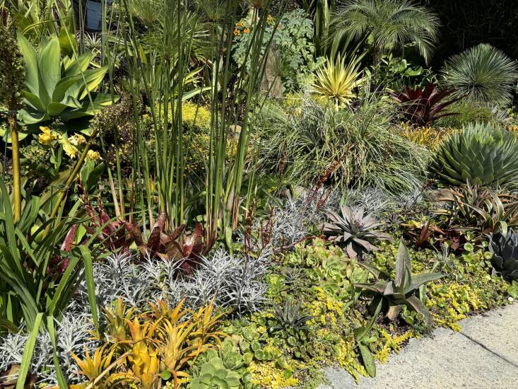 Ann shares, \2\20;I always feel that asking what is my favorite plant is like asking which is your favorite child!\2\2\1; Of course she likes them all but she really enjoys the many varieties of brightly colored bromeliads that glow like stained glass in the light.