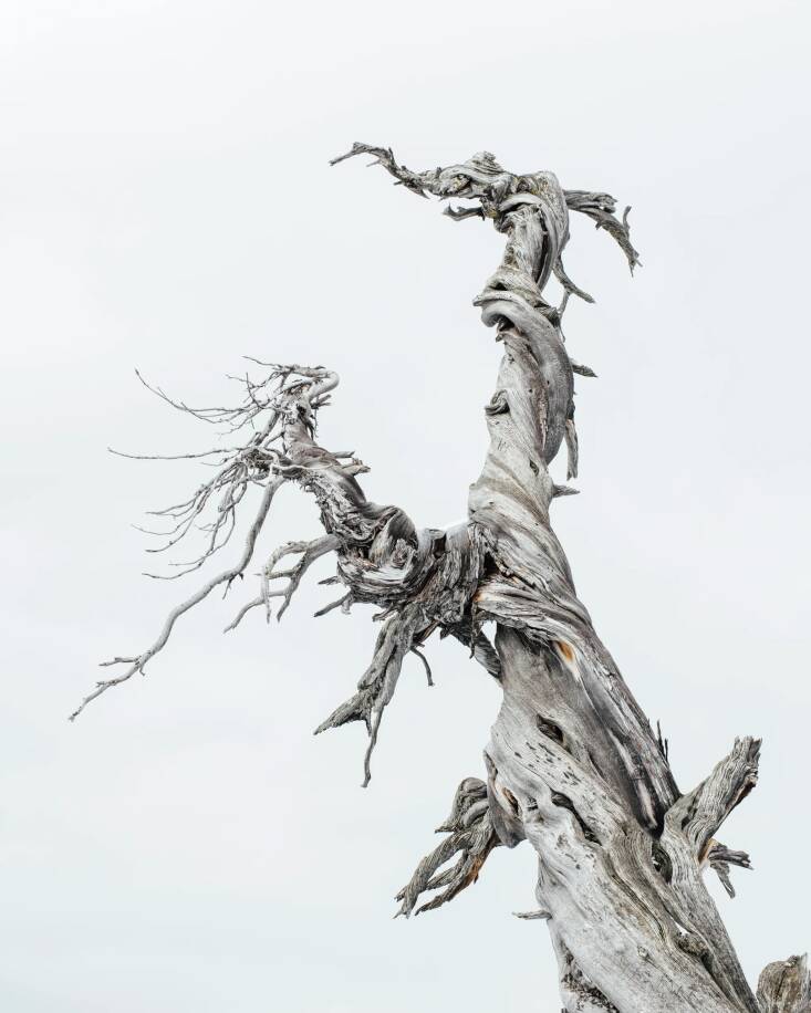 Laura says she admires photographer and archivist Brian Kelley\2\17;s mission and work: \2\20;Using photography, videography, and audio recordings, the Gathering Growth Foundation was created to capture and archive some of the most iconic lesser-known old growth trees and forests in the United States\2\2\1; according to his website. His Jardine Juniper Print is \$\100.