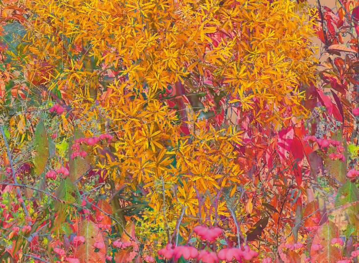 “Plants abstracted in this collage include Salix humilis (prairie willow), Euonymus atropurpureus (eastern wahoo), Rosa × medioccidentis (Midwest Rose), and Cornus amomum (silky dogwood)—all here at Three Oaks. I start by collecting images from my phone and camera, then importing them into Procreate on my iPad. Once I’ve manipulated the images into layers and abstracted them with various brushes and techniques in Procreate, I’ll export them for final processing in Photoshop or Lightroom,” explains Norris of his process.  