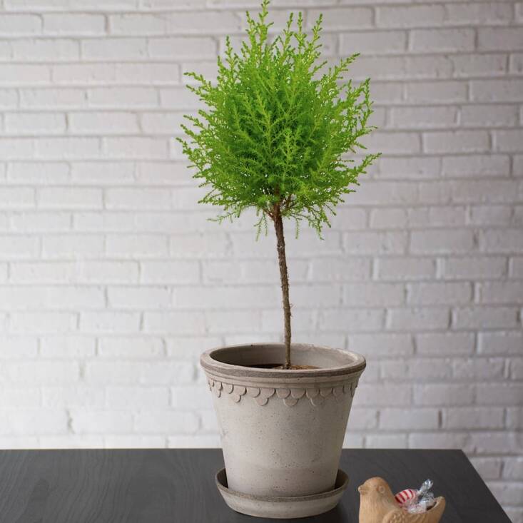 \2\20;I love Bergs planters even when they’re empty, but this would be especially nice to receive,\2\2\1; says Margot of the Lemon Cypress Topiary in Bergs Gray Kobenhavner Pot & Saucer; \$7\2 at White Flower Farm.