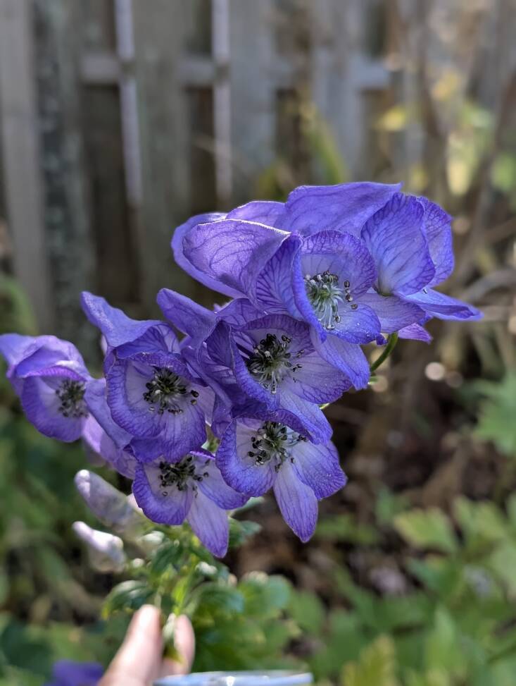 Photograph by Joy Yagid.