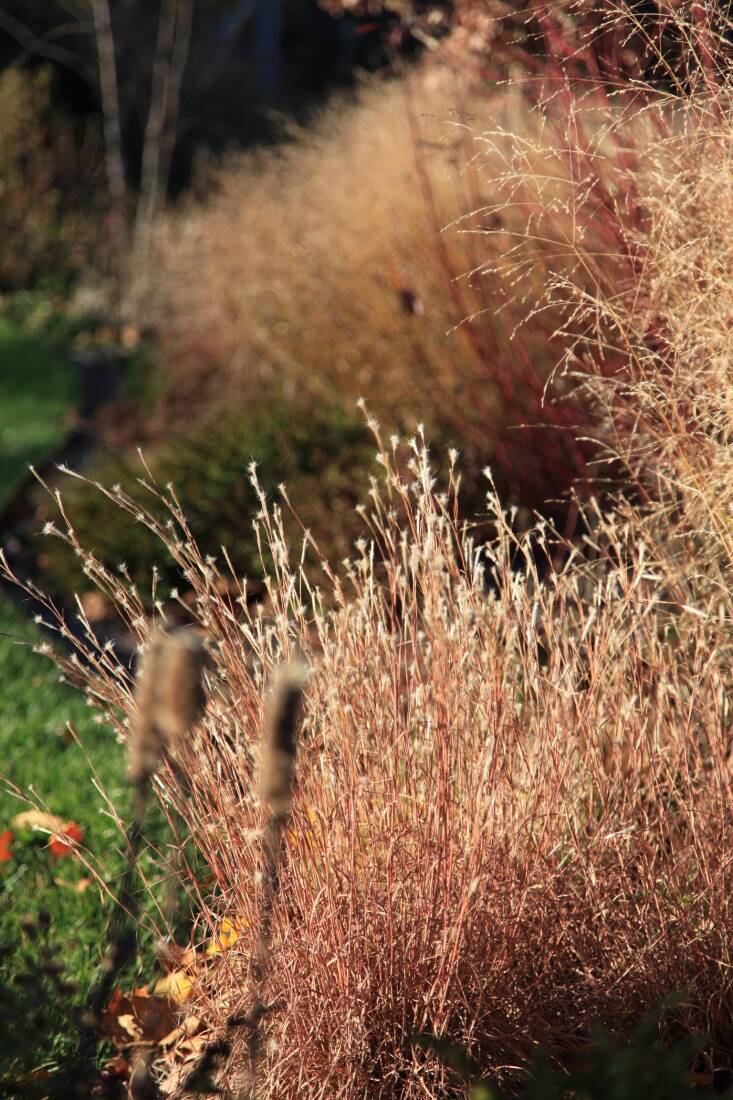 The fluffy seedheads of the grass Andropogon ternarius \2\16;Black Mountain\2\17; almost glow in the winter light along with the red branches of the red-twig dogwood (Cornus sericea) & \2\16;Shenandoah\2\17; switchgrass (Panicum virgatum) in the background and dense blazing star (Liatris spicata) in foreground. Photograph courtesy of Refugia.
