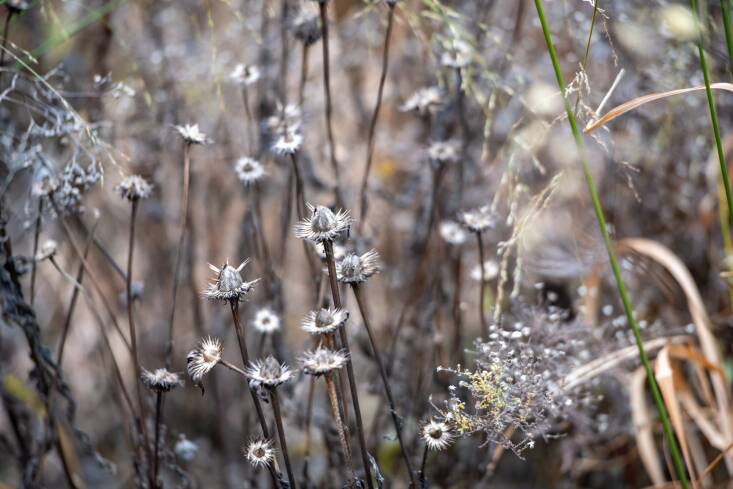  Above: The winter seed heads of purple coneflowers on the High Line. Photo by Timothy Schenk, courtesy of the High Line.    