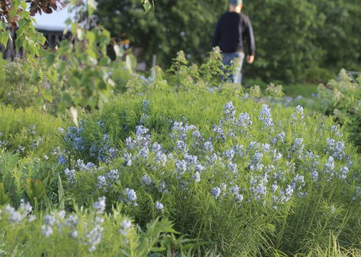Threadleaf bluestar (Amsonia hubrechtii). Photograph by Ayinde Listhrop.