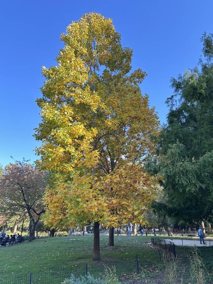  Above: A native tulip tree (Liriodendron tulipifera) grows in Washington Square Park. It’s a larval host for the Eastern Swallowtail butterfly. Photograph by Georgia Silvera Seamans.