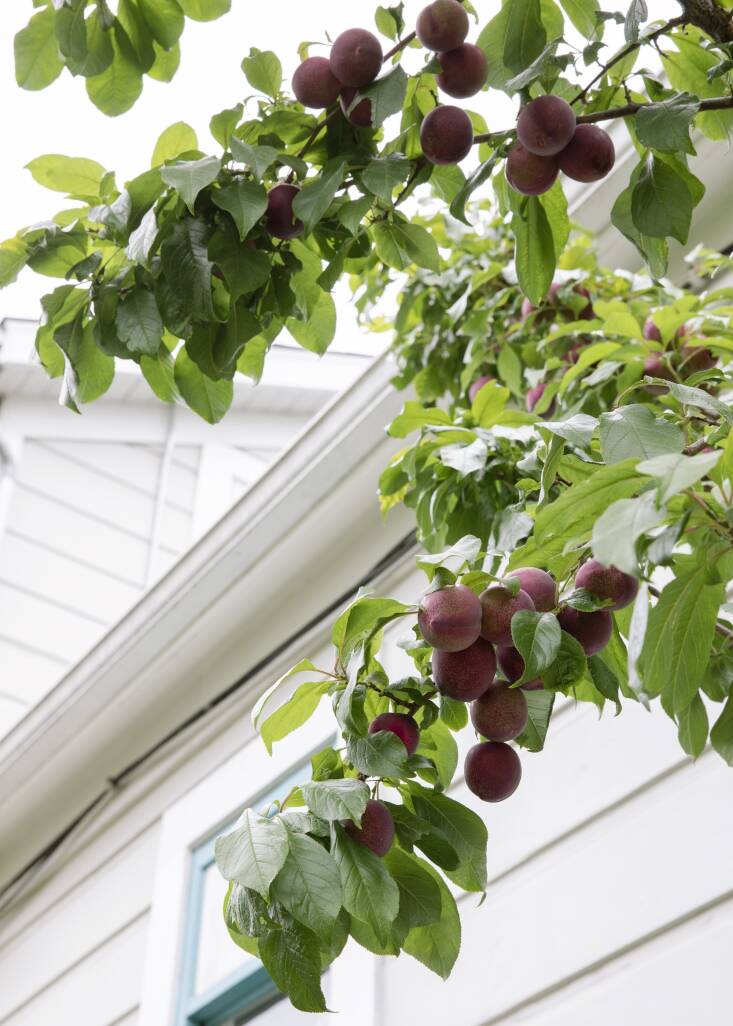 In addition to this \2\16;Black Beauty\2\17; plum tree, there are fig, lemon, lime, kumquat, pomegranate, quince, persimmon, and apricot trees on the property. \2\20;Plus, an INSANE passionfruit vine! My passionfruit vine is absolutely bananas after three years of growth—it’s over two stories tall and I have so much fruit that I call myself a \2\16;passionfruit millionaire.\2\17; \2\20;