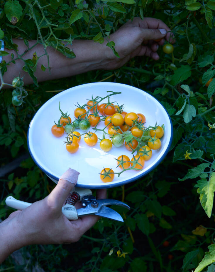 A summer harvest of cherry tomatoes. Samin amends the soil with compost of all kinds. \2\20;One of the neighbors has a worm box, and we use the juice in the veg garden regularly. We also contribute to municipal compost, get compost from the City of Berkeley each spring, and I have a Mill that I use and sometimes supplement our compost with its food grounds.\2\2\1;