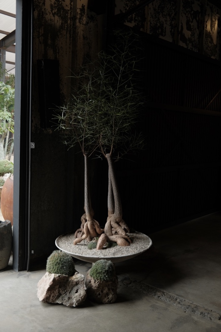An Australian bottle tree in a Willy Guhl planter paired with mounds of Brevifolia in stone.