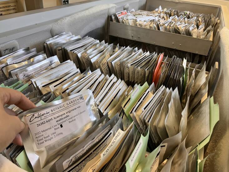A glimpse inside a California Seed Bank freezer, which is housed at the California Botanic Garden and holds envelopes of seeds like this \20\2\2 collection of scrub lotus (Acmispon argyraeus var. multicaulis). Photograph by Cheryl Birker.