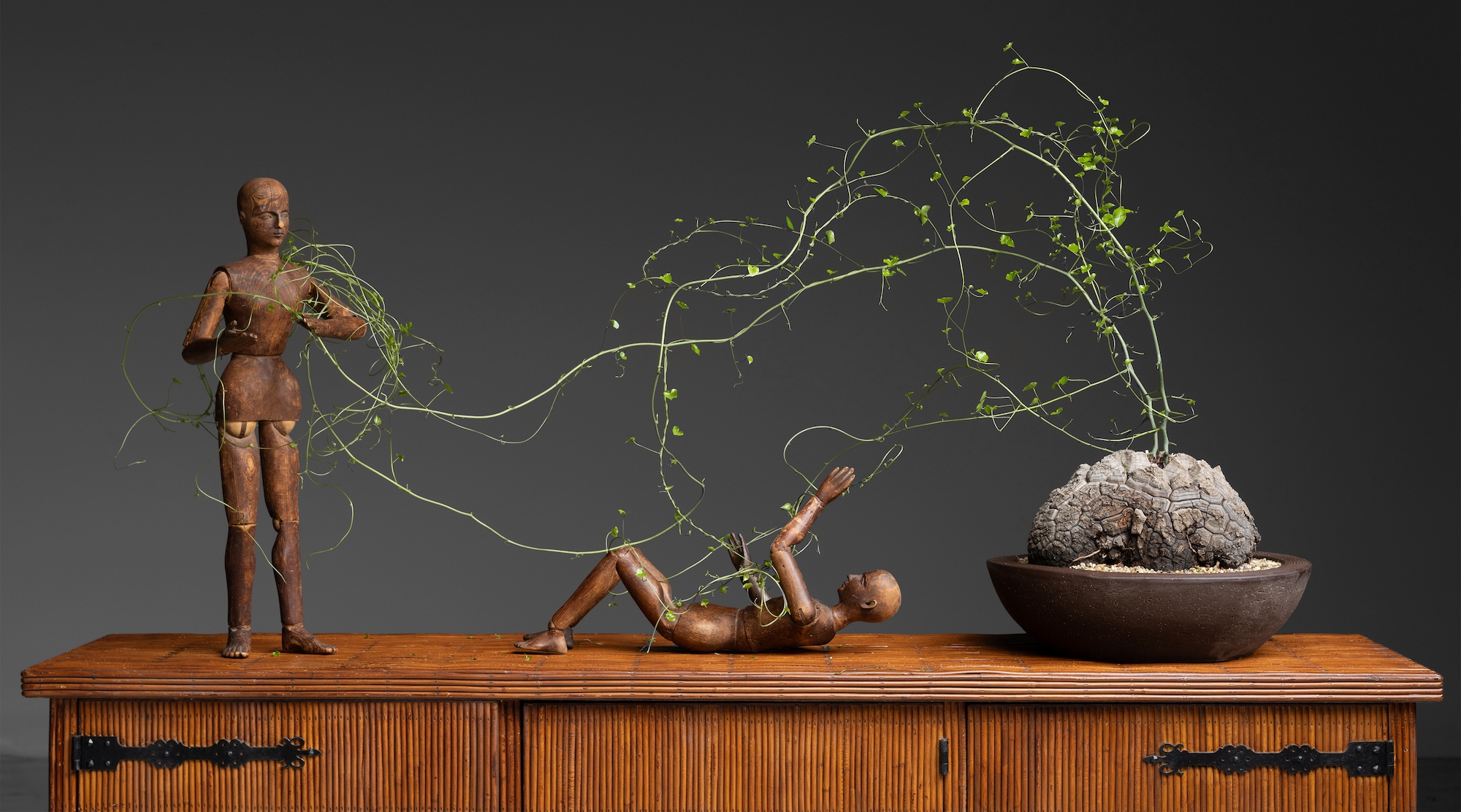 Dioscorea elephantipes styled with antique wooden figures. Photograph by Obsolete Photography.