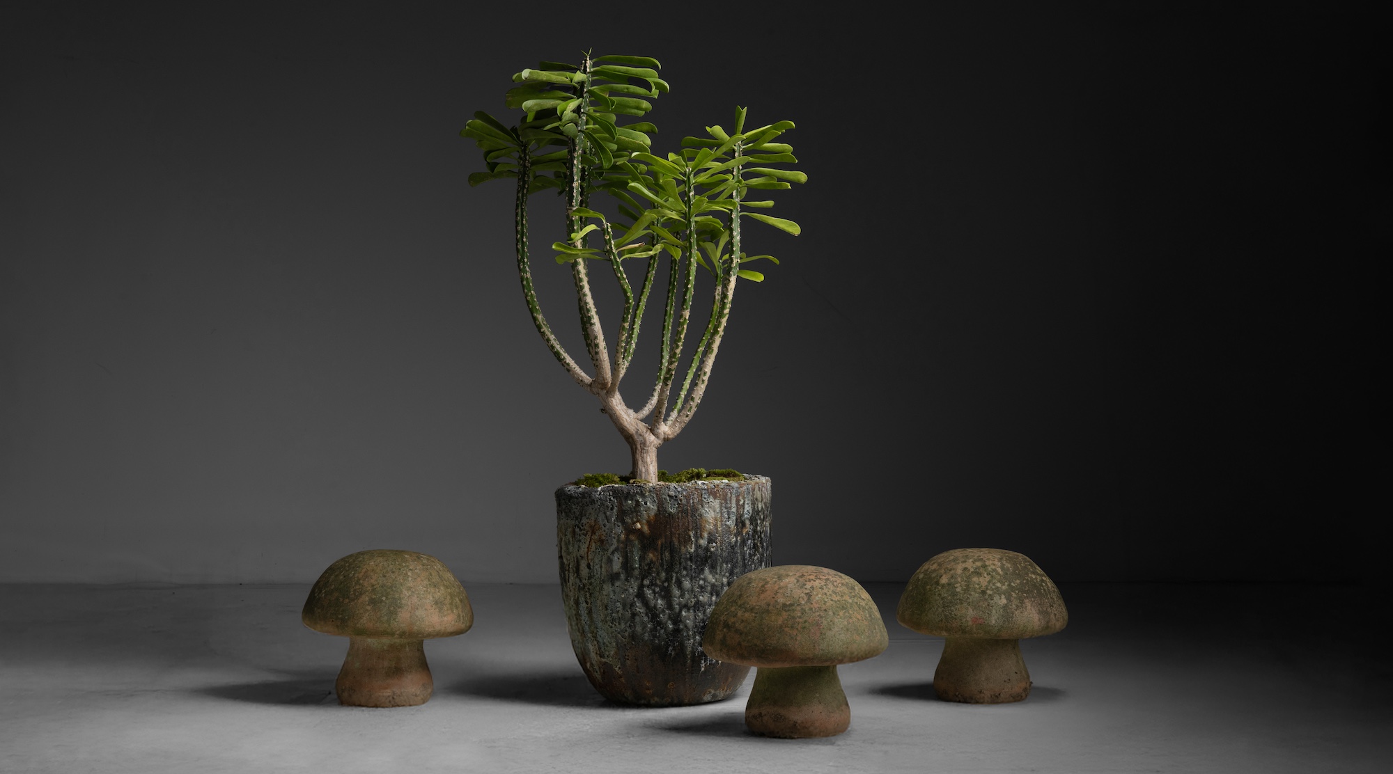 A bed of moss covers the base of this Euphorbia drupifera. Photograph by Obsolete Photography.