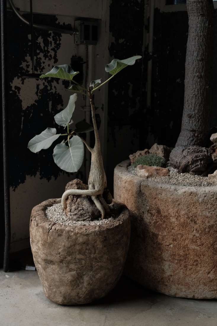 Ficus planted over a rock in an antique wooden mortar.