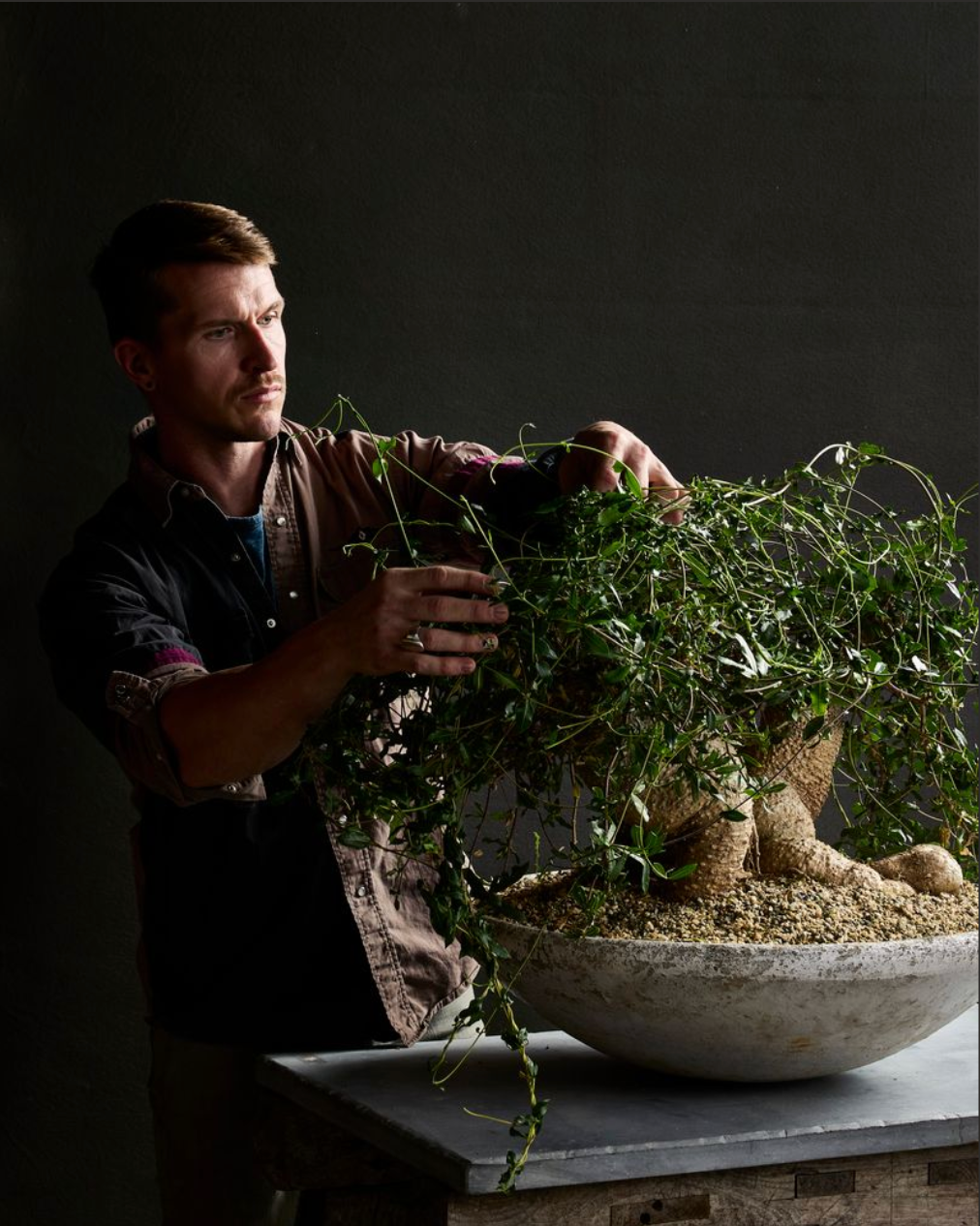 Moffitt working with a Fockea edulis planted in a Willy Guhl vessel. Photograph by Ethan Monroe.