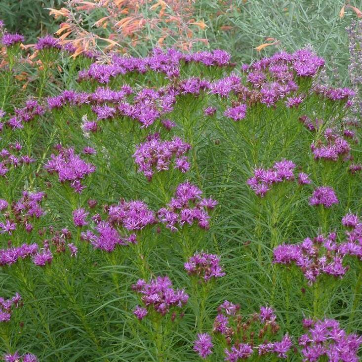 A 5-inch deep pot of Iron Butterfly Ironweed is \$\17.99 at High Country Gardens.
