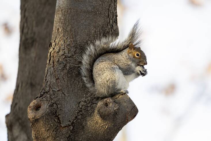An eastern gray squirrel eating acorns from its winter stash. Just a couple of weeks ago the horticulture team at Brooklyn Bridge Park noticed the squirrels making use of the subnivean zone (the area between the snow and the earth) while they were pruning native Carolina roses. Photograph by Alexa Hoyer.
