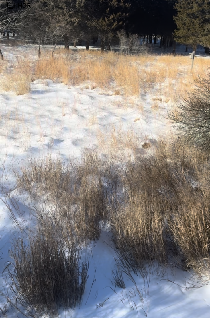 Von Gal loves to look at her native meadow from her porch and notice how the plants grow. Photograph courtesy of Perfect Earth Project.