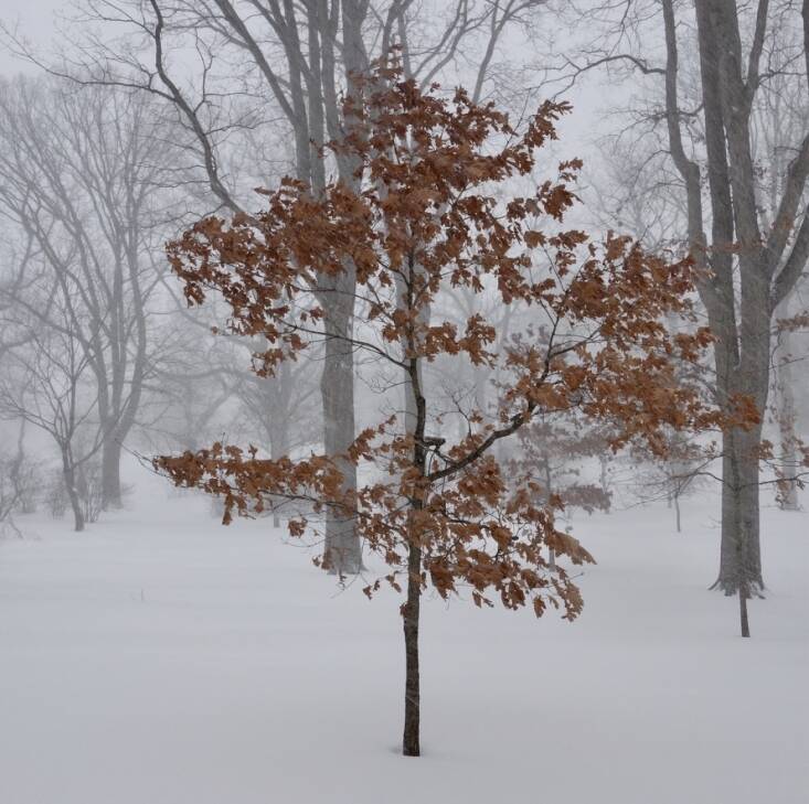 “Planting an oak is really an act of giving it forward,” says Friedman. “Like many young oaks and beeches, this white oak tree (Quercus alba) at Harvard’s Arnold Arboretum is marcescent, which means it holds its leaves through the winter only to be shed in the spring,” says Friedman. “A tree like this is not only beautiful in a snowstorm, but it’s wonderful to listen to as the wind rustles the old leaves.” Photograph by William Friedman.