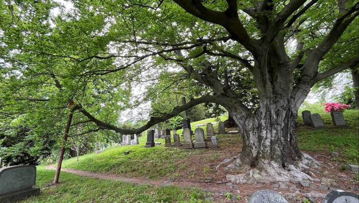 At Green-Wood Cemetery horticulturalists are doing everything they can to preserve their mature trees, including propping up limbs. Photograph by Sara Evans.