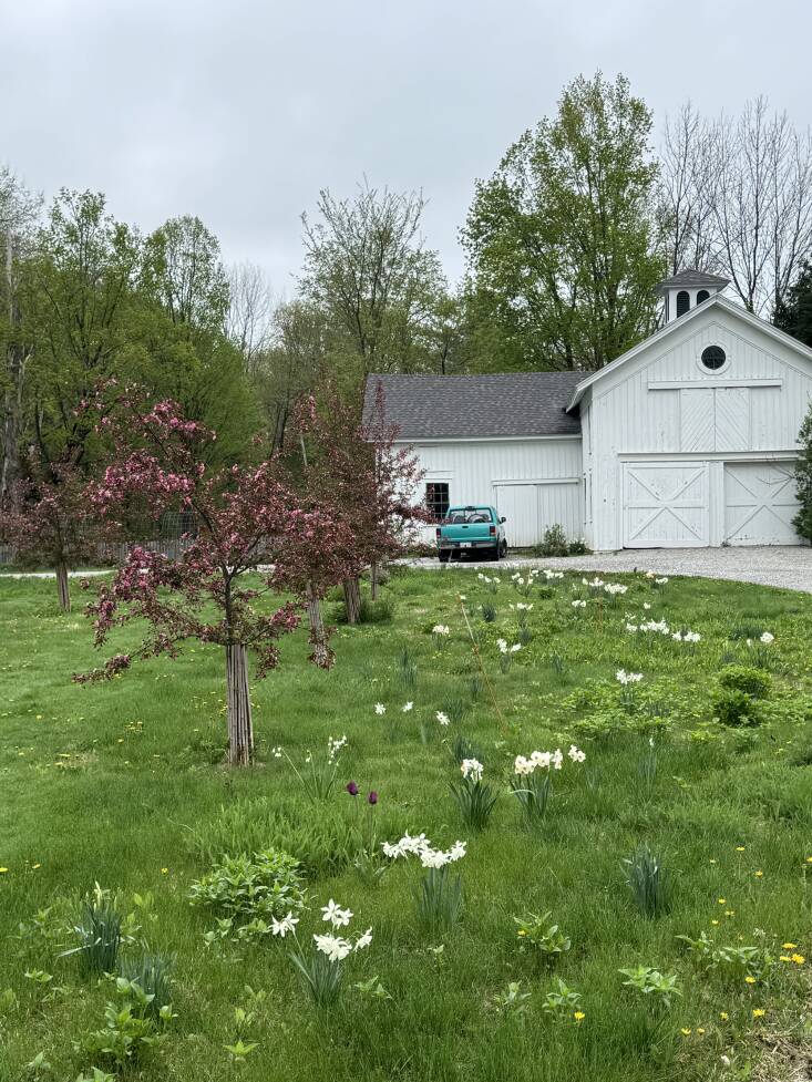 Multistem varieties of daffodils make more of a statement here than single-flowered ones.