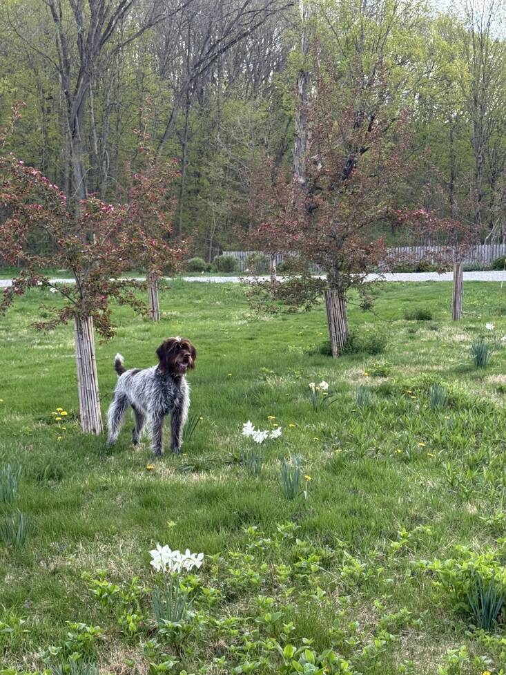 My crabapple trees are now protected.
