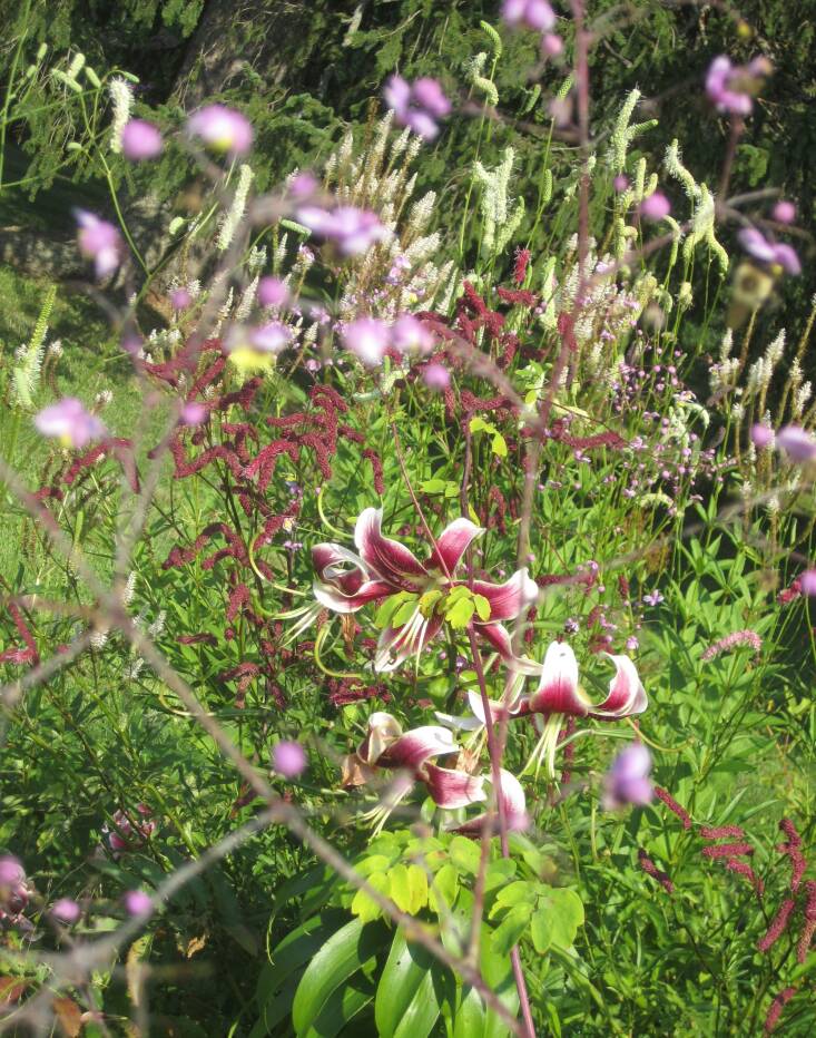 Lilies surrounded by Thalictrum and Sanguisorba spp. Photograph by Nick Spain.