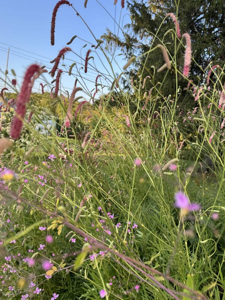 Clouds of Thalictrum rochebrunianum and Sanguisorba tenuifolia ‘Pink Elephant’ in late summer. Photograph by Nick Spain.