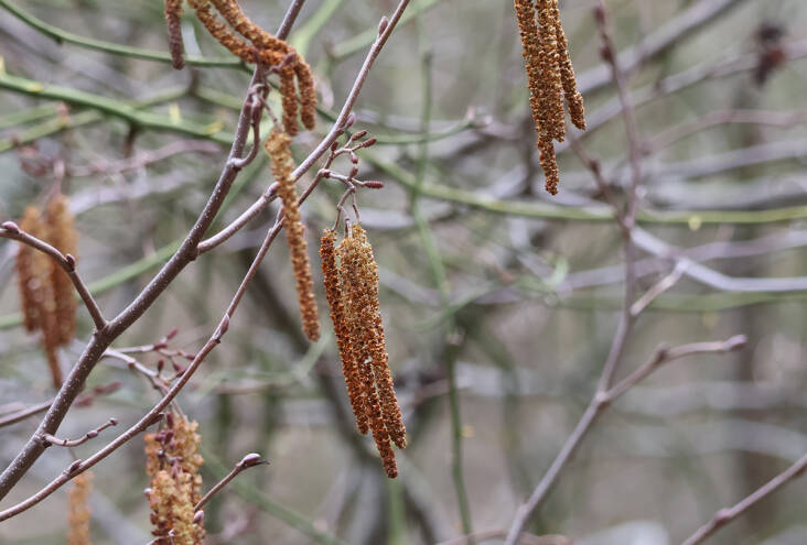 Catkins and cones are the flowers of some trees and shrubs