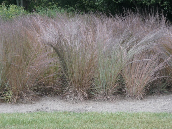 Photograph via Native Gardeners.