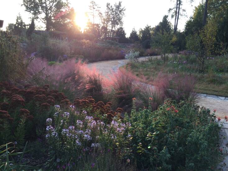 Photograph courtesy of Shannon Currey/Izel Native Plants.