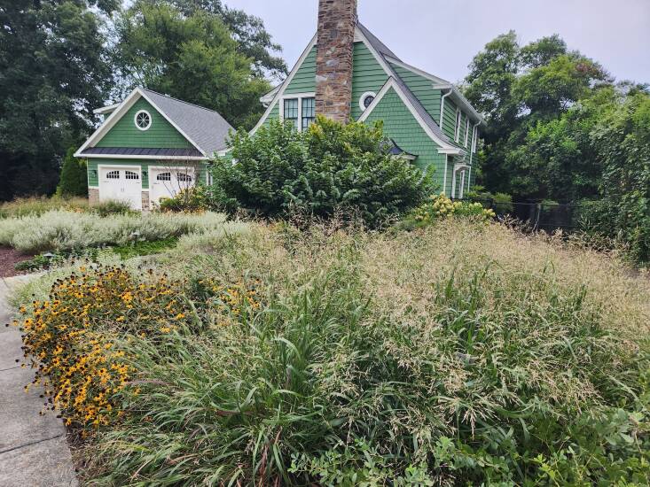 Photograph courtesy of Shannon Currey/Izel Native Plants.