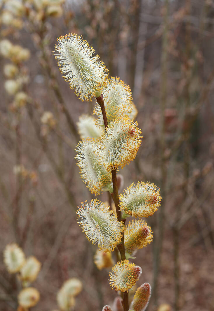 Catkins and cones are the flowers of some trees and shrubs