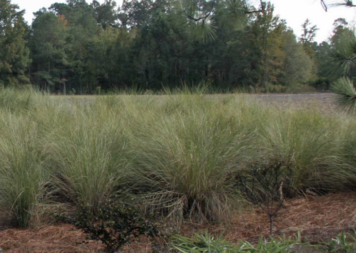 Photograph via Hoffman Nursery.