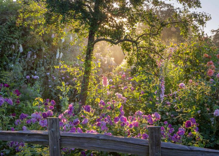 The rose trial bed at dawn with Rosa \2\16;Rhapsody in Blue\2\17; syn. R. \2\16;Frantasia\2\17; in the foreground. Digitalis purpurea \2\16;Sutton\2\17;s Apricot\2\17; and Papaver somniferum poke their cheery heads out. Photograph by Jonathan Buckley.