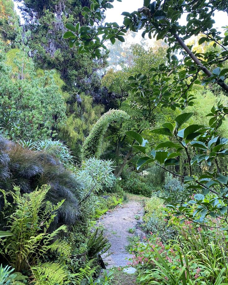 Recently, the garden achieved Level II Arboretum Accreditation which recognizes both the significance of the tree collection and the stewardship practices to document and protect it. Photograph courtesy of Western Hills Garden.