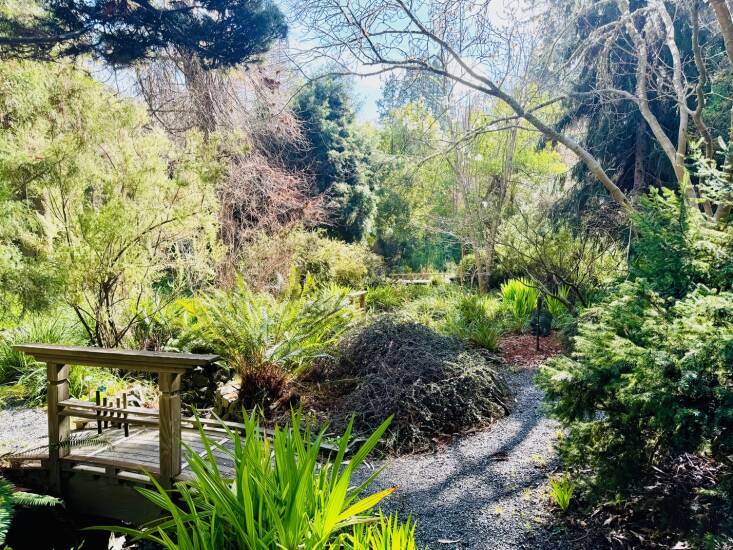 The garden—with five ponds, 34 bridges, rare conifers, camellias, maples, magnolias, ferns, and thousands of shrubs and perennials—is a wondrous place to wander around. Photograph by Kier Holmes.
