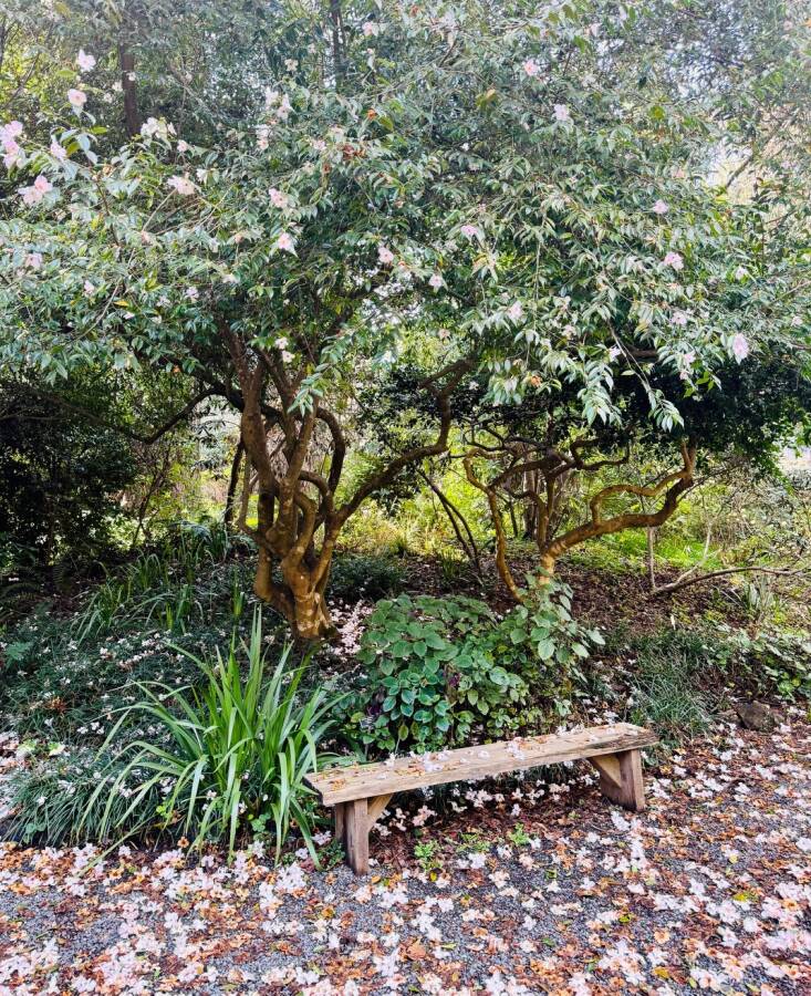 A simple wooden bench presents itself for quiet moments of observation and reflection\2\1\1;as long as you agree to share it with the pink camellia petals. Photograph by Kier Holmes.