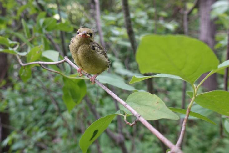 This immature Blue-Winged Warbler loves shrublands. Listen for its distinct “Bee-buzz” call and then look for them in thickets and shrubs as they dart out to eat insects. When it matures, this migrating warbler will sport a mostly yellowish body with grey-blue wings and tail. Photograph by Bruno Navasky.