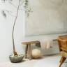 Gardening 101: Queensland Bottle Tree, The Trending Cult Houseplant