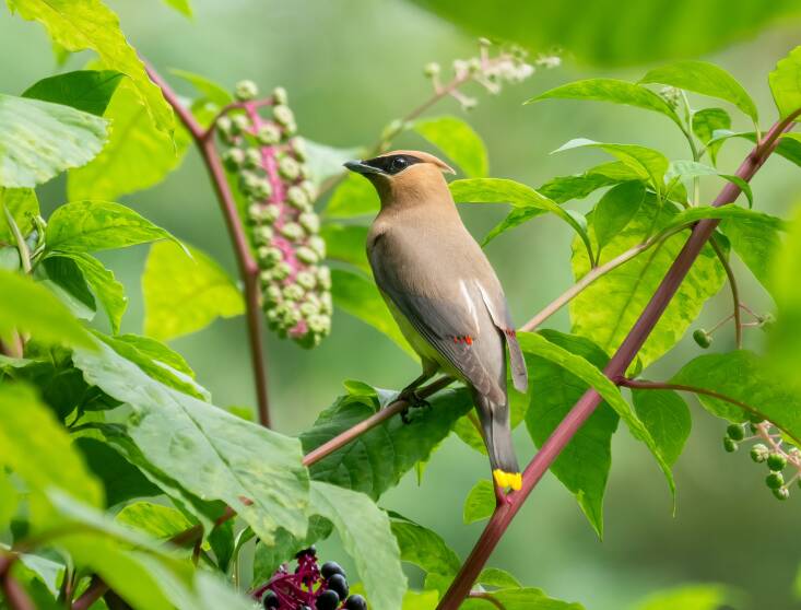 How to Attract More Birds to Your Yard: Ask the Expert